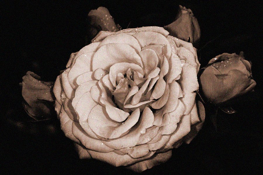 012-DX5Q5256 low key